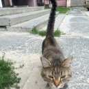 Подробнее об объявлении «Найдена кошка Ханты-Мансийск» Фото: найдена кошка  «Найдена кошка Ханты-Мансийск» в г. Ханты-Мансийск