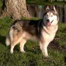 Подробнее об объявлении «Пропала собака хаски Краснодар» Фото: пропала собака Сибирская хаски «Пропала собака хаски Краснодар» в г. Краснодар