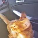 Подробнее об объявлении «Мытищи Найден кот абиссинской породы» Фото: найдена кошка Абиссинская «Мытищи Найден кот абиссинской породы» в г. Мытищи