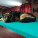 Подробнее об объявлении «Пропал кот собака Иркутск» Фото: пропала кошка Немецкая овчарка «Пропал кот собака Иркутск» в г. Иркутск