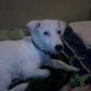 Подробнее об объявлении «Пропала собака джек рассел терьер Новосибирск» Фото: пропала собака Джек рассел терьер «Пропала собака джек рассел терьер Новосибирск» в г. Новосибирск