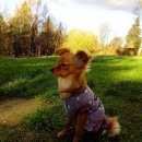 Подробнее об объявлении «Пропала собака кобель п. цвелодубово Санкт-Петербург» Фото: пропала собака Русский той-терьер «Пропала собака кобель п. цвелодубово...» в г. Санкт-Петербург