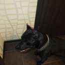 Подробнее об объявлении «Найдена собака кобель черный питбуль Миасс» Фото: найдена собака  «Найдена собака кобель черный питбуль Миасс» в г. Миасс