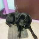 Подробнее об объявлении «Найдена собака кобель Дмитров» Фото: найдена собака  «Найдена собака кобель Дмитров» в г. Дмитров