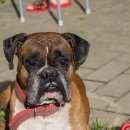 Подробнее об объявлении «Пропала собака кобель Нижний Новгород» Фото: пропала собака Боксер «Пропала собака кобель Нижний Новгород» в г. Нижний Новгород