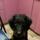 Подробнее об объявлении «Талица Пропала собака» Фото: пропала собака Ягд-терьер «Талица Пропала собака» в г. Талица