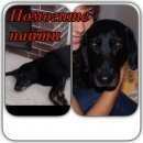 Подробнее об объявлении «Пропала собака кобель Зеленоград» Фото: пропала собака  «Пропала собака кобель Зеленоград» в г. Зеленоград