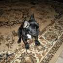 Подробнее об объявлении «Пропала собака кобель Самара» Фото: пропала собака Французский бульдог «Пропала собака кобель Самара» в г. Самара