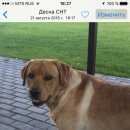 Подробнее об объявлении «Подольск Пропала собака кобель» Фото: пропала собака Лабрадор ретривер «Подольск Пропала собака кобель» в г. Подольск