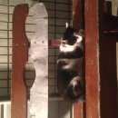 Подробнее об объявлении «Найден кота привезли и бросили   Москва» Фото: найдена кошка  «Найден кота привезли и бросили   Москва» в г. Москва