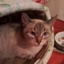 Подробнее об объявлении «Найдена кошка Москва» Фото: найдена кошка  «Найдена кошка Москва» в г. Москва