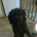 Подробнее об объявлении «Тосно Найдена собака» Фото: найдена собака Пудель «Тосно Найдена собака» в г. Тосно