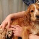 Подробнее об объявлении «Новокузнецк Найдена собака кобель» Фото: найдена собака Английский кокер-спаниель «Новокузнецк Найдена собака кобель» в г. Новокузнецк