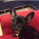 Подробнее об объявлении «Пропала собака сбежал черные французский бульдог Санкт-Петербург» Фото: пропала собака Французский бульдог «Пропала собака сбежал черные французский...» в г. Санкт-Петербург