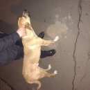 Подробнее об объявлении «Москва Найдена собака кобель» Фото: найдена собака  «Москва Найдена собака кобель» в г. Москва