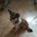 Подробнее об объявлении «Пропала собака щенок чихуа Зеленоград» Фото: пропала собака  «Пропала собака щенок чихуа Зеленоград» в г. Зеленоград