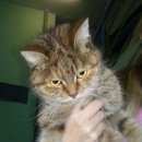 Подробнее об объявлении «Химки Найдена кошка» Фото: найдена кошка  «Химки Найдена кошка» в г. Химки