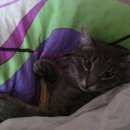 Подробнее об объявлении «Пропал кот Нижний Новгород» Фото: пропала кошка  «Пропал кот Нижний Новгород» в г. Нижний Новгород