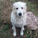 Подробнее об объявлении «Михнево Найдена собака» Фото: найдена собака  «Михнево Найдена собака» в г. Михнево