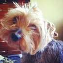 Подробнее об объявлении «Пропала собака кобель в пятницу вечером в районе дома 13-8 по долгоозерной улице (магазин идея )....» Фото: пропала собака Йоркширский терьер «Пропала собака кобель в пятницу вечером в...» в г. Санкт-Петербург