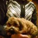 Подробнее об объявлении «Кингисепп Найдена собака» Фото: найдена собака  «Кингисепп Найдена собака» в г. Кингисепп