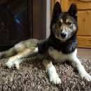 Подробнее об объявлении «Воронеж Найдена собака кобель хаски или лайка. разноглазый» Фото: найдена собака  «Воронеж Найдена собака кобель хаски или лайка....» в г. Воронеж