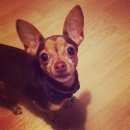 Подробнее об объявлении «Пропала собака Волгоград» Фото: пропала собака Той-терьер «Пропала собака Волгоград» в г. Волгоград