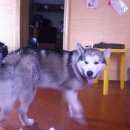 Подробнее об объявлении «Пропала собака кобель - аляскинский маламут г. Тула» Фото: пропала собака  «Пропала собака кобель - аляскинский маламут г....» в г. Тула
