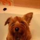 Подробнее об объявлении «Пропала собака кобель Санкт-Петербург» Фото: пропала собака Йоркширский терьер «Пропала собака кобель Санкт-Петербург» в г. Санкт-Петербург