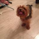 Подробнее об объявлении «Найдена собака Электросталь» Фото: найдена собака Йоркширский терьер «Найдена собака Электросталь» в г. Электросталь