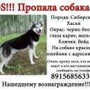 Подробнее об объявлении «Пропала собака кобель сибирский хаски Щекино» Фото: пропала собака Сибирская хаски «Пропала собака кобель сибирский хаски Щекино» в г. Щекино