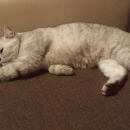 Подробнее об объявлении «Найдена кошка Мытищи» Фото: найдена кошка  «Найдена кошка Мытищи» в г. Мытищи