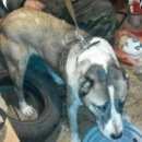 Подробнее об объявлении «Ижевск Пропала собака в районе машиностроителей, кличка тина» Фото: пропала собака  «Ижевск Пропала собака в районе...» в г. Ижевск