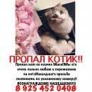 Подробнее об объявлении «Истра Пропал кот» Фото: пропала кошка  «Истра Пропал кот» в г. Истра