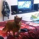 Подробнее об объявлении «Пропала собака кобель Санкт-Петербург» Фото: пропала собака Той-терьер «Пропала собака кобель Санкт-Петербург» в г. Санкт-Петербург