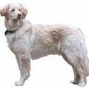 Подробнее об объявлении «Климовск Пропала собака» Фото: пропала собака  «Климовск Пропала собака» в г. Климовск