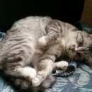 Подробнее об объявлении «Найдена кошка британская короткошерстная Москва» Фото: найдена кошка Британская короткошерстная «Найдена кошка британская короткошерстная Москва» в г. Москва