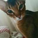 Подробнее об объявлении «Тверь Пропала кошка кот» Фото: пропала кошка  «Тверь Пропала кошка кот» в г. Тверь
