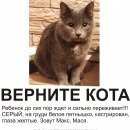 Подробнее об объявлении «Екатеринбург Пропал кот» Фото: пропала кошка Британская короткошерстная «Екатеринбург Пропал кот» в г. Екатеринбург
