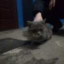 Подробнее об объявлении «Арамиль Найден кот» Фото: найдена кошка  «Арамиль Найден кот» в г. Арамиль