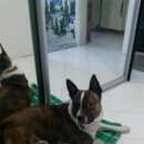 Подробнее об объявлении «Красноярск Найдена собака» Фото: найдена собака  «Красноярск Найдена собака» в г. Красноярск