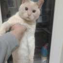 Подробнее об объявлении «Пропал кот Подольск» Фото: пропала кошка  «Пропал кот Подольск» в г. Подольск