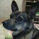 Подробнее об объявлении «Пропала собака кобель Нижний Новгород» Фото: пропала собака  «Пропала собака кобель Нижний Новгород» в г. Нижний Новгород