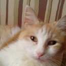 Подробнее об объявлении «Лобня Пропала кошка» Фото: пропала кошка  «Лобня Пропала кошка» в г. Лобня