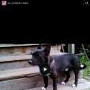 Подробнее об объявлении «Пропала собака кобель Новосибирск» Фото: пропала собака  «Пропала собака кобель Новосибирск» в г. Новосибирск