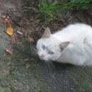 Подробнее об объявлении «Найден кот Санкт-Петербург» Фото: найдена кошка  «Найден кот Санкт-Петербург» в г. Санкт-Петербург