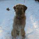Подробнее об объявлении «Пропала собака Ульяновск» Фото: пропала собака  «Пропала собака Ульяновск» в г. Ульяновск