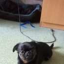 Подробнее об объявлении «Пропала собака Омск» Фото: пропала собака Пти-брабансон «Пропала собака Омск» в г. Омск