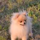 Подробнее об объявлении «Санкт-Петербург Пропала собака кобель 27 сентября московский район» Фото: пропала собака Померанский шпиц «Санкт-Петербург Пропала собака кобель 27...» в г. Санкт-Петербург