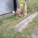 Подробнее об объявлении «Найдена кошка Ханты-Мансийск» Фото: найдена кошка  «Найдена кошка Ханты-Мансийск» в г. Ханты-Мансийск